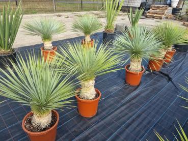 Yucca Rostrata 95 cm -  genau diesen im Bild - Nr.16
